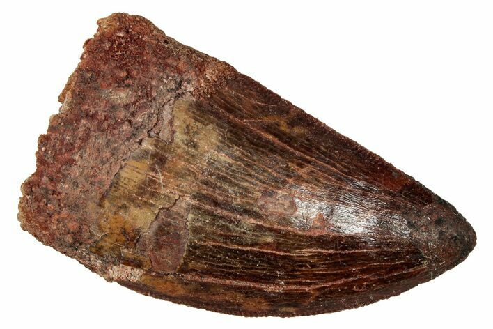 Serrated, Carcharodontosaurus Tooth - Real Dinosaur Tooth #341283